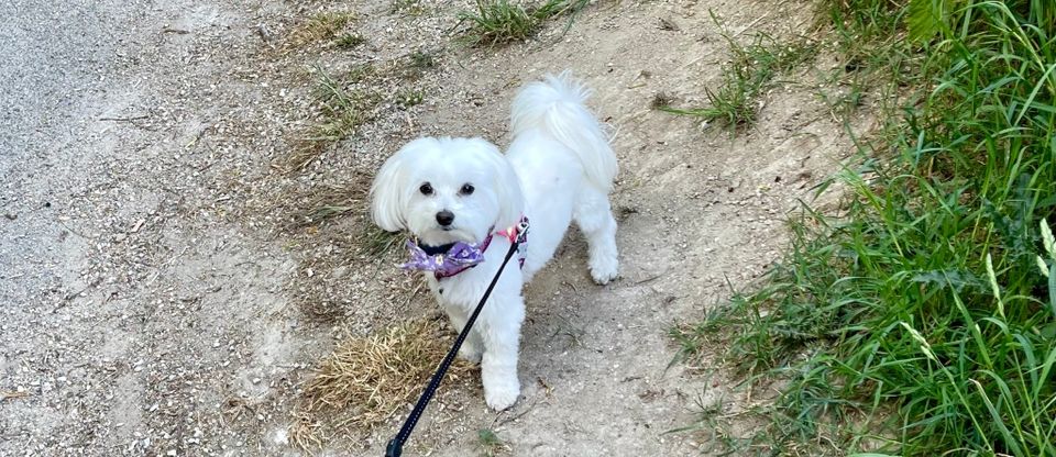 A tiny, white, maltese dog